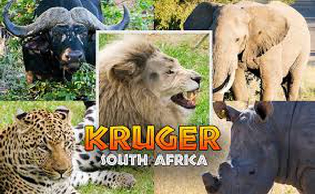 Kruger Park is 58 km from Sabie Self Catering Apartments